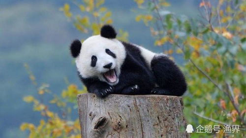 当年那个怒杀大熊猫的农民,得了70斤肉,他后来下场如何