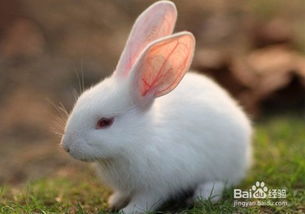 养殖兔子的方法,养殖兔子的方法 养殖兔子前景如何
