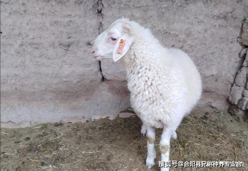 养羊50只一年赚多少钱