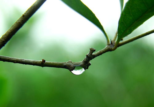 关于雨后林上有露珠的诗句