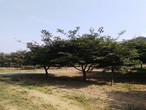 丛生五角枫种植前景,枫树植被的前景。