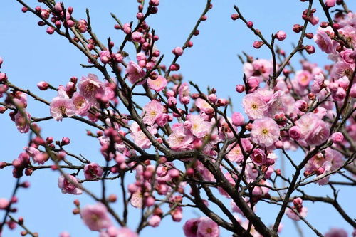 精灵之约 节气 植 说︱上海植物园 上海的二十四节气花园 立春
