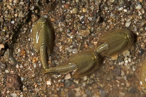 2亿年前生物现身小区池塘,俗称 三眼恐龙虾 ,只能活90多天