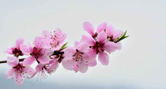 催旺桃花的植物 水种植物招桃花最好