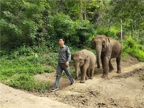 云南亚洲象种源繁育及救助中心 象爸爸 熊朝永 人象之间的情感是工作动力