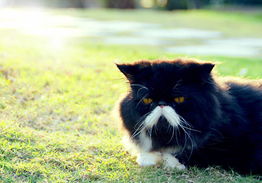 如何让您的猫猫更快乐