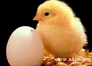 梦见鸡和蛋