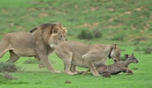 大自然残酷一幕 两只狮子把弄舔舐小羚羊20分钟,最终将其杀死