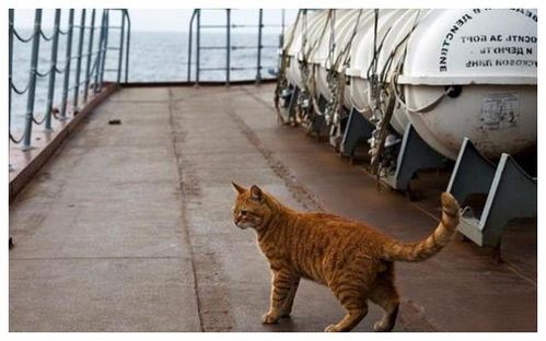 航母老鼠泛滥成灾如何解决 美军养猫无用,中国 笨办法 最治本