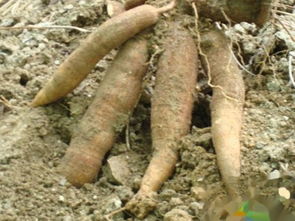 木薯是块根还是块茎