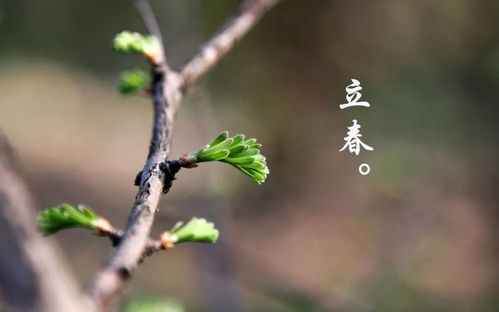 养成教育系列报道 三 二十四节气之立春 万物更生,新岁开启