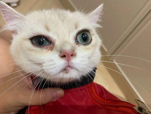 花2万元网购回一只患病宠物猫,反被卖家起诉