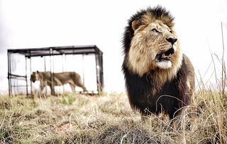 狮语者 与非洲狮子拍广告 一起摔跤跳舞 