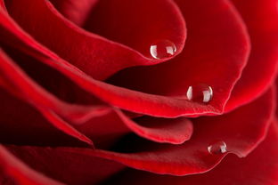 摩羯座的玫瑰图片(摩羯座的玫瑰图片唯美)(摩羯座的专属花朵)