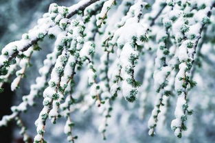 夏日飞雪芦芽山