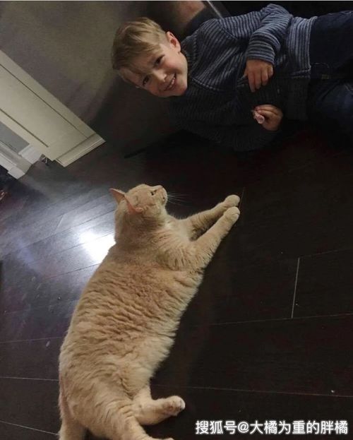 小男孩选择收养一只老猫,他的理由让人自愧不如,真的被他暖到了