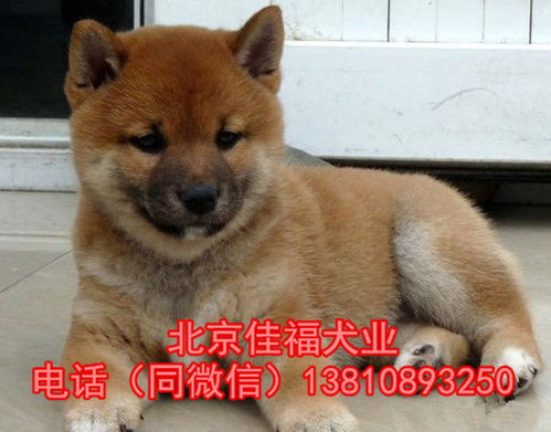 北京纯种柴犬多少钱一只直销3个月大精品柴犬