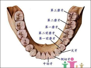 智齿 360百科 