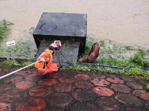 一夜暴雨,铜鼓河水猛涨把牛都冲走了......