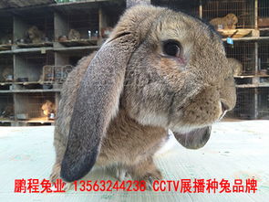 天津塞北兔养殖基地哪家好供应商价格多少钱 