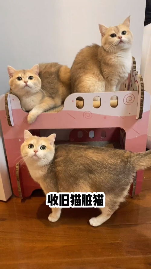 旧猫脏猫怎么处理 