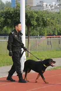 「警花与警犬电视剧」警花与警犬电视剧完整版免费阅读 _ 第31章 叶家的阵仗,警花与警犬电视剧全集免费观看完整版插图2