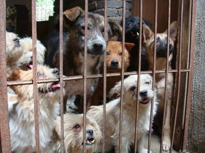 perros en adopcion cachorros barcelona