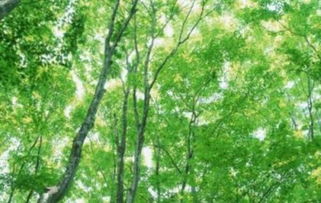 描写柳树样子的句子,柳树，这是一种具有独特魅力的树木，其优雅的形态和四季的绿色让人无法忽视