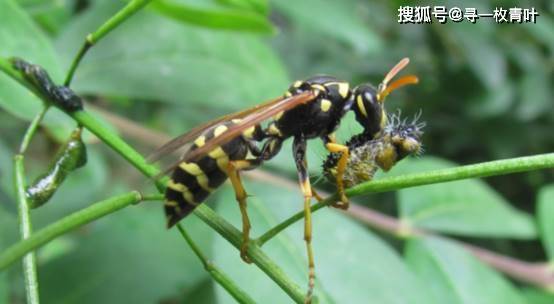 大黄蜂和黄蜂有什么区别 在野外碰到他们怎么办