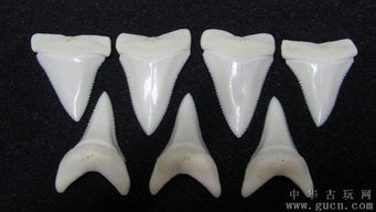 鲨鱼 牙 鲨鱼牙齿鲨鱼 椎骨 