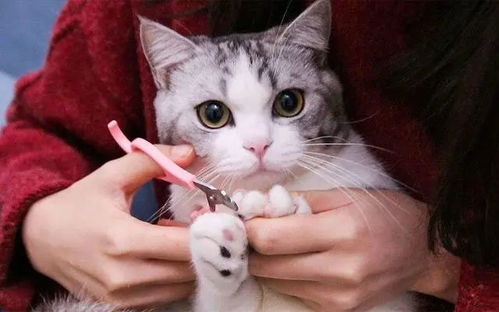 猫咪不让你碰爪子,其实是想跟你说这几句话