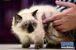 广州举办WCF国际名猫赛 名猫齐聚亮相 