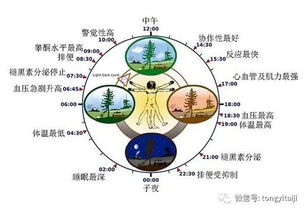 什么是生物钟,什么是生物钟 生物钟介绍-第3张图片