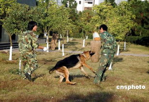 中国警犬基地揭秘 7品种广泛用于缉毒反恐等行业 
