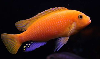 雪中红鱼寿命,雪中红色鱼类的生命周期。