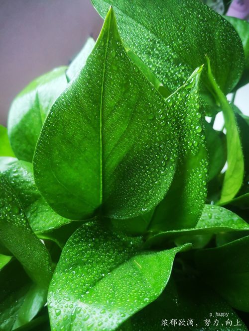 碳磷复合肥可以直接养花吗