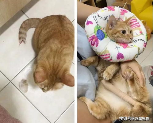 猫咪的尾巴其实很重要 铲屎官千万注意