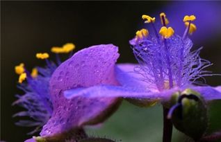 紫兰的花语？