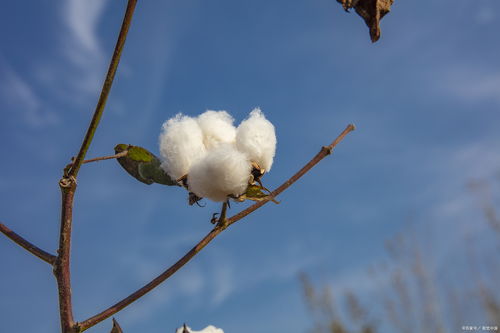 棉花音乐