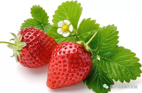 如何种草莓种子