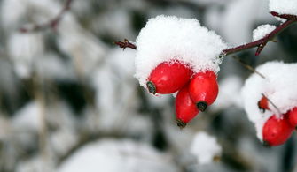 雪裹梅花，傲骨凌寒——探寻梅花之美，雪裹梅花的意思是什么