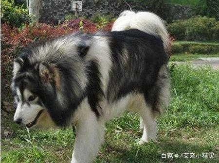 当一百七十斤的阿拉斯加遇上它的心上狗,狗爸欲哭无泪