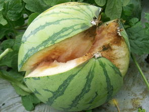 西瓜裂瓜的原因及预防措施,西瓜种植方法以及管理方法有哪些？怎样防止西瓜裂果