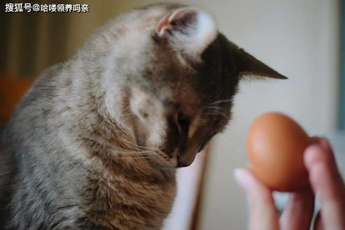 猫咪可不可以吃生鸡蛋 能不能吃鸡蛋白 这么多年铲屎官喂对了吗