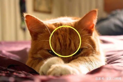 养一只大橘猫是一种什么样的体验 欲哭无泪