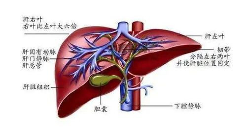 人体的五脏六腑