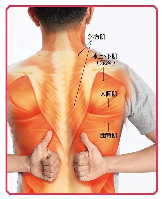 筋膜百科(筋膜示意图)