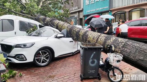 惨 青岛半米粗大树风雨中倒地,压扁多辆车