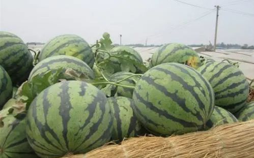 教大家挑西瓜的几个技巧 学会你也能买到更甜更好吃的西瓜 瓜蒂 