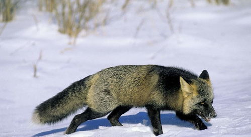 物种百科 赤狐